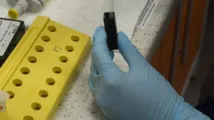 lab